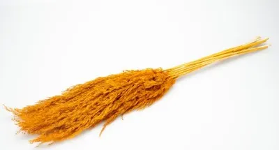 Produktbild von Pampasgras getrocknet ca. ±70cm 6 Stück in Natur und gefärbt wählbar, Farbe:Orange
