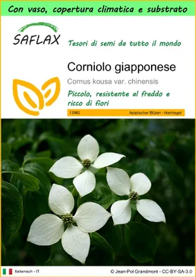 Immagine prodotto di SAFLAX Garden to go - Corniolo giapponese - 30 semi - Cornus