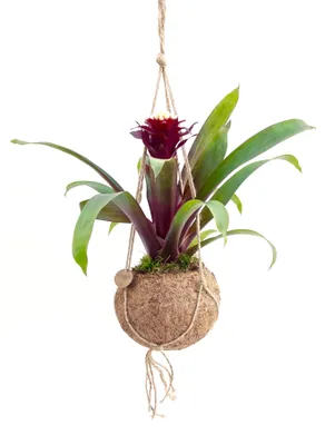Obrázok produktu pre Kokodama Guzmania mix (S)