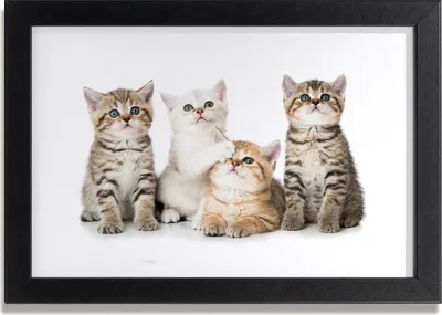 Produktbild von Bild 30x20 MDF-Rahmen, Wandkunst kleine Katzen