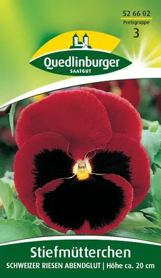 Produktbild von Quedlinburger Saatgut - Stiefmütterchen Schweizer Riesen Abendglut - Samen - 526602