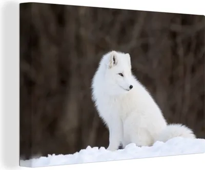 Produktbild von OneMillionCanvasses® - Leinwandbilder - 140x90 cm, Polarfuchs - Schnee - Tiere, Wandbilder Kunstdruck Wanddekoration - Foto auf Leinwand - Gemälde auf Holzrahmen