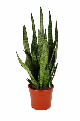 Zdjęcie produktu dla Sansevieria Zeylanica, wężownica ok. 100 cm – roślina doniczkowa oczyszczająca powietrze, łatwa w pielęgnacji i nowoczesna do pomieszczeń mieszkalnych