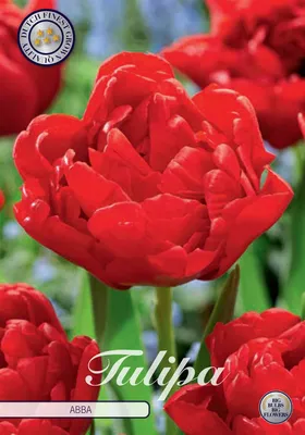 Image de Tulipe Abba (7 pièces) | Bulbes de tulipes de Sam van Schooten
