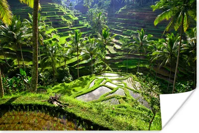 Produktbild von MuchoWow® Poster Spektakuläre Reisfelder nördlich von Ubud 60x40 cm - Schlafzimmerdekoration