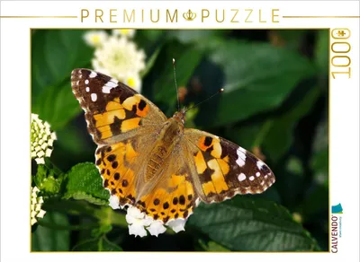 Produktbild von CALVENDO Puzzle Distelfalter 1000 Teile Puzzle quer | 1000 Teile Lege-Größe 64 × 48 cm Foto-Puzzle für glückliche Stunden