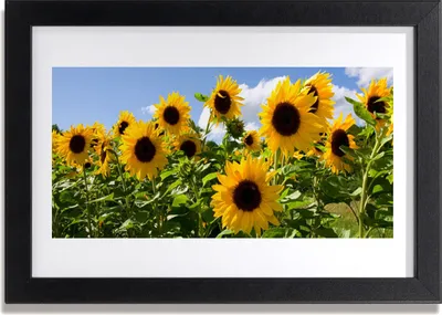 Produktbild von Bild 30x20 MDF-Rahmen Wandkunst Sonnenblume Pflanze