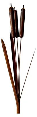 Produktbild von Gartenstecker in Rohrkolben-Form, 116 cm, mit Rost-Optik, Metallstecker für Gartendekoration