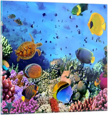 Produktbild von Bilder auf glas - Korallenriff - 60x60cm - Glasbilder - Wandbilder - Bilder - Kunstdruck - zum Aufhängen bereit - Wanddekoration aus Glas - Glas Bilder - Wandbild auf Glas - Einteilig - GAC60x60-3569