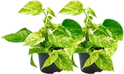Produktbild von Epipremnum Marble Queen – Efeutute – 2 Pflanzen – Ø15cm / Ø12cm – Zimmerpflanzen mit marmorierten Blättern – Pflegeleichte Grünpflanzen im Doppelpack – Ideal für Wohnzimmer & Büro