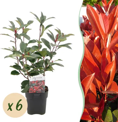 Produktbild von Heckenpflanzen - Photinia fraseri Red Robin - grün rot - 6 Pflanzen - 1 laufender Meter - immergrün - 45-55cm - Ø20cm - Gartenpflanze