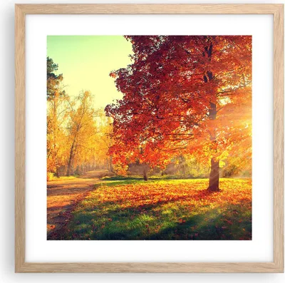 Produktbild von Gerahmtes Poster - Rahmen in heller Eiche - Park Herbst Baum - 40x40 cm - Wand Bild - Wanddeko - Wandbilder - Kunstposter - Wandposter - Bilderrahmen - Bilder - Kunstdruck - Wandbild - P2NAC40x40-3654
