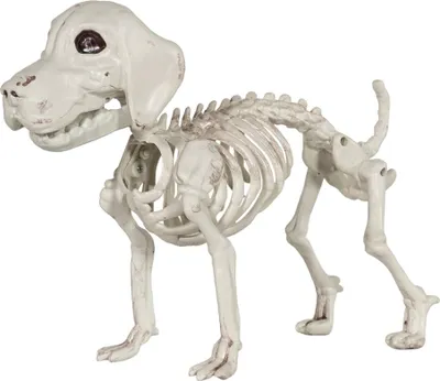 Produktbild von Labrador Hundeskelett als Halloween Dekoration 25 cm