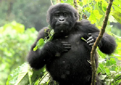 Produktbild von 3 D Ansichtskarte Berggorilla Baby, Postkarte Wackelkarte Hologrammkarte Tier Affe Gorilla