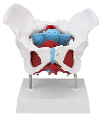 Beckenmodell weiblich mit Muskulatur – Anatomie Lehrmodell