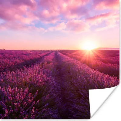 Produktbild von MuchoWow® Poster Lavendel - Blumen - Frankreich 50x50 cm - Wohnzimmerdekoration