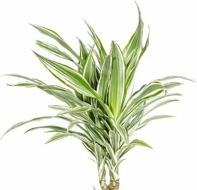 Obrázek produktu pro Dracaena Deremensis White Stripe - drací strom, Ø24cm, výška 130 - 150cm
