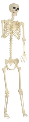 Imagen del producto de Esqueleto de Halloween realista y articulado para decoración