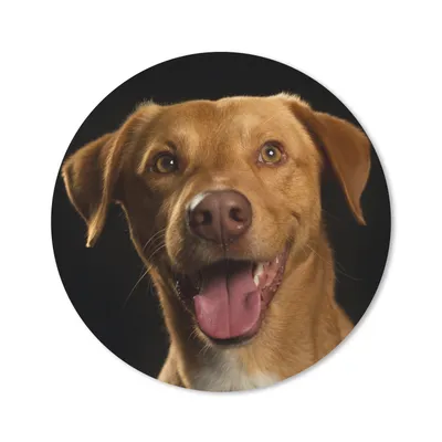 Produktbild von MuchoWow® Mauspad Mousepad Hund - Haustiere - Porträt 20x20 cm - Mousepads - Maus Mat - Pad - Mausunterlage