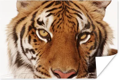 Produktbild von MuchoWow® Poster Porträt - Tiger - Tier 90x60 cm - Schlafzimmer