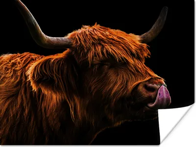 Produktbild von MuchoWow® Poster Schottischer Highlander - Zunge - Nase 120x90 cm - Wandbild