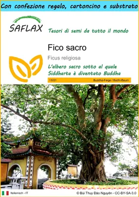 Immagine prodotto di SAFLAX Set regalo - Fico sacro - 100 semi - Ficus