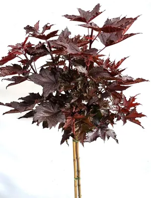 Produktbild von Blut - Ahorn " Crimson sentry " Acer platanoides Hochstamm Höhe 125 - 150 cm