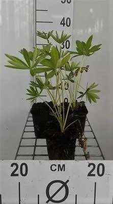 Zdjęcie produktu dla 6 x Lupinus hybr. 'Gallery Blue' - Łubin - doniczka 9 x 9 cm