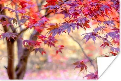 Produktbild von MuchoWow® Poster Japanischer Ahorn mit roten Blättern 180x120 cm - Fotoplakat