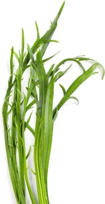 Produktbild von Hirschhornsalat Hirschhornwegerich - >50 Samen