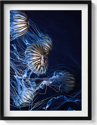 Produktbild von Blaue Quallen im Wasser– Wandbild mit Rahmen – Gerahmtes Bild  – Wanddekoration – 60x80 cm –  Schwarz Rahmen