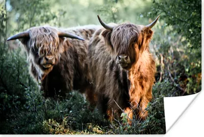 Produktbild von MuchoWow® Poster Schottische Highlander - Wald - Tiere 60x40 cm - Schlafzimmerdekoration