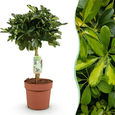 Produktbild von Green boutiQ - Zimmerpflanzen - Schefflera Gold Capelle - Fingerbaum - Wenig Pflege - Grün - Gold - 1 Pflanze - Topf 21cm - Höhe 70-81cm
