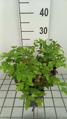 Produktbild von 6 x Osmunda reg. 'Purpurascens' - Königsfarn  - Topf 9 x 9 cm