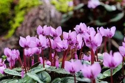 Zdjęcie produktu dla 6 x Cyclamen coum - Wiosna - Doniczka 9 x 9 cm