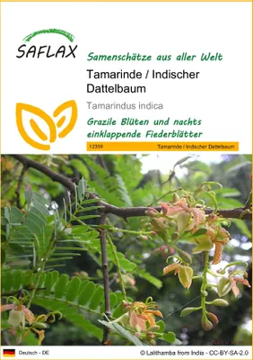 Produktbild von SAFLAX - Tamarinde / Indischer Dattelbaum - 4 Samen - Tamarindus indica