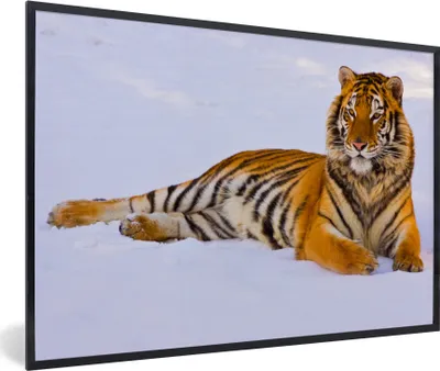 Produktbild von MuchoWow® Gerahmtes Poster Tiger - Schnee - Winter - Tiere 60x40 cm - Poster mit Schwarzem Bilderrahmen Wandposter Rahmen Foto Bilder - Printing - Wanddeko Schlafzimmer