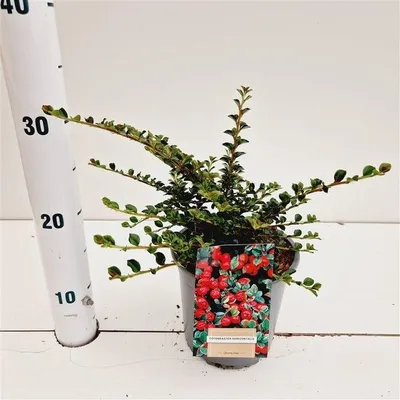 Immagine prodotto di Cotoneaster horizontalis - Cotoneaster tappezzante | 25-30 cm in vaso