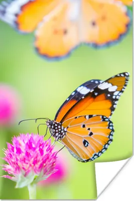 Produktbild von MuchoWow® Poster Insekten - Schmetterlinge - Blumen 80x120 cm - Papierdruck