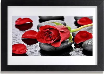 Produktbild von Bild 30x20 MDF-Rahmen Wandkunst Rote Rose