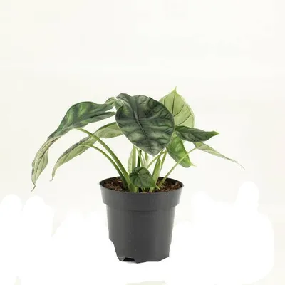 Produktbild von Elefantenohr Alocasia Dragon Scale – Zimmerpflanze Ø14 cm – ca. 25 cm hoch – Exotisches Blatt-Design – Pflegeleicht & dekorativ