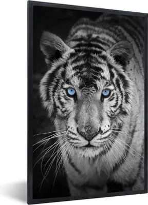 Produktbild von MuchoWow® Gerahmtes Poster Tiere - Tiger - Schwarz und weiß - Augen - Blau 60x90 cm - Poster mit Schwarzem Bilderrahmen Wandposter Rahmen Foto Bilder - Kunst