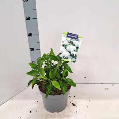 Image de Kalmia lat. « Snowdrift » - Laurier des montagnes | 30-40 cm en pot