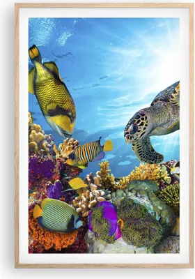 Produktbild von Gerahmtes Poster - Rahmen in heller Eiche - Riff Koralle Fisch - 61x91,5 cm - Wand Bild - Wanddeko - Wandbilder - Wandposter - Bilderrahmen - Bilder - Kunstdruck - Wandbild - P2NPA61x91-3704