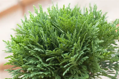 Produktbild von Thuja occidentalis 'Danica', Kugel-Lebensbaum, immergrün, 40–50 cm