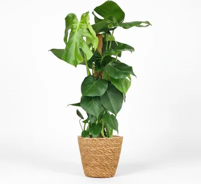 Obrázek produktu pro Monstera Deliciosa na mechové tyči, 90 cm, pokojová rostlina s okrovými listy v košíku o průměru 19 cm
