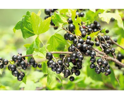 Obrázek produktu pro Rybíz černýFloraSelfRibes nigrum 'Titania' výška cca 40 cm květináč 2 l