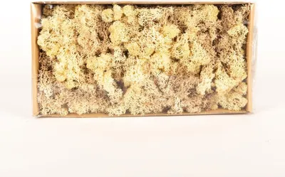 Produktbild von INNA-Glas Dekoratives Moos SVEINBJÖRN, Sepia-beige, 500g - Echtes Isländisches Moos