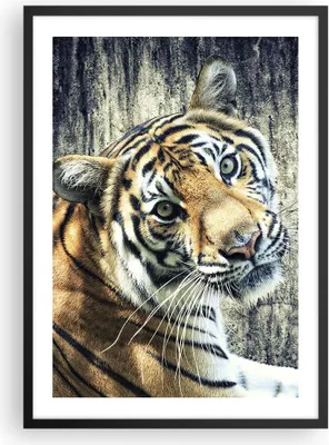 Produktbild von Gerahmtes Poster - Schwarzer Rahmen - Indien stein tiger wild - 50x70 cm - Wand Bild - Wanddeko - Wandbilder - Wandposter - Bilderrahmen - Bilder - Kunstdruck - Wandbild - P2BPA50x70-2464