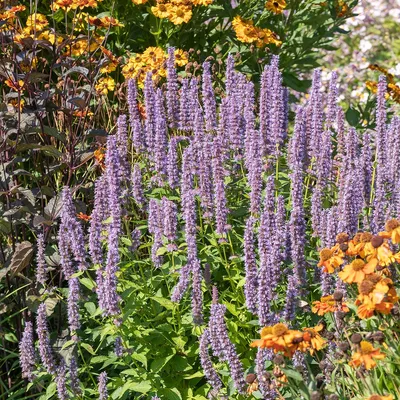 Produktbild von 3x Agastache Blue Fortune P9H20
